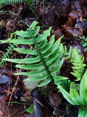 Polypodium glycyrrhiza