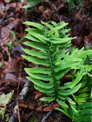 Polypodium glycyrrhiza
