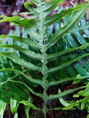 Polypodium glycyrrhiza