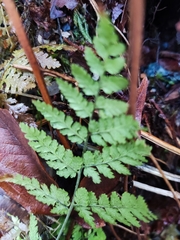 Dryopteris expansa