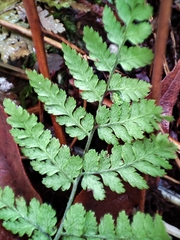 Dryopteris expansa