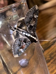 Sphingomorpha chlorea