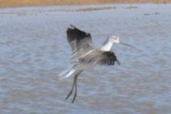Charadriiformes
