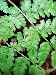 Dryopteris expansa
