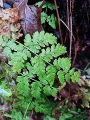 Dryopteris expansa