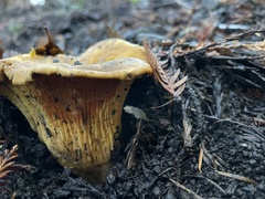 Cantharellus californicus
