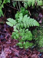 Dryopteris expansa