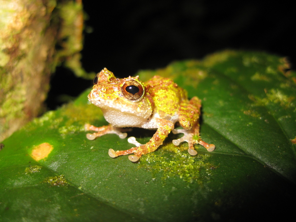 Philautus ventrimaculatus