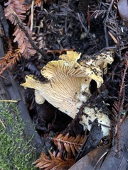 Cantharellus californicus