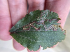 Liriomyza helianthi