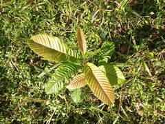 Dilleniaceae