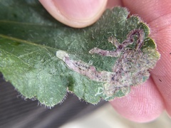 Liriomyza helianthi