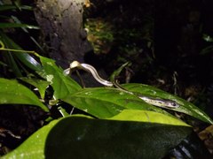 Lycodon tristrigatus