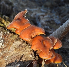 Flammulina velutipes