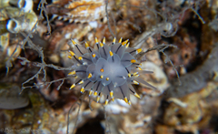 Eubranchus tricolor