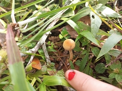 Psilocybe