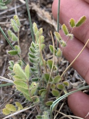 Astragalus parryi