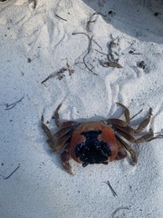 Gecarcinus lateralis