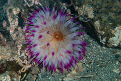 Urticina felina