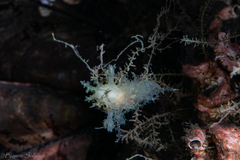 Dendronotus