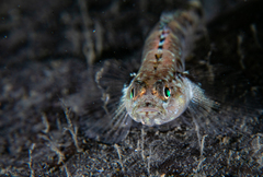 Pomatoschistus pictus