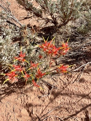 Castilleja linariifolia