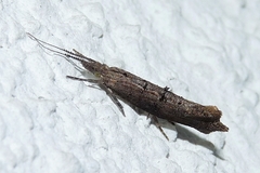 Ypsolopha horridella