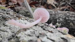 Mycena pura