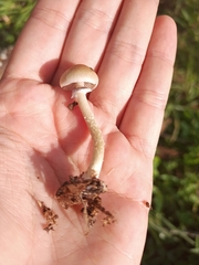 Psilocybe