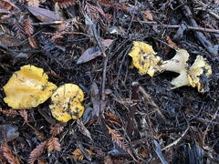 Cantharellus californicus
