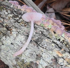 Mycena pura
