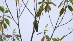 Psilopogon lineatus