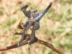 Palpopleura portia