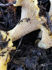 Cantharellus californicus