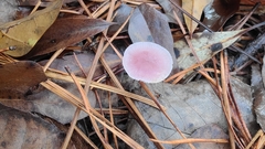 Mycena pura
