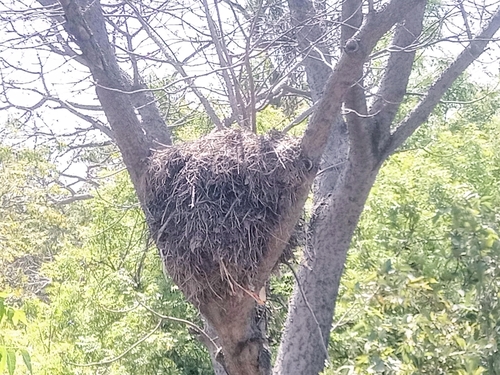 Hamerkop