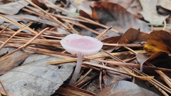 Mycena pura