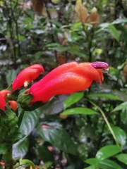 Centropogon vaughianus