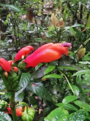 Centropogon vaughianus