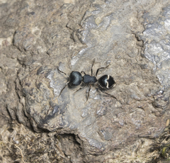 Dimorphomutilla suavissima