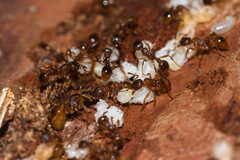 Myrmica