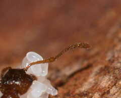 Myrmica