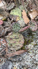 Opuntia humifusa