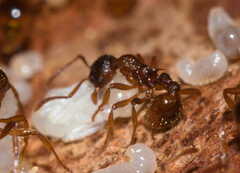 Myrmica
