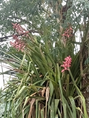 Aechmea distichantha
