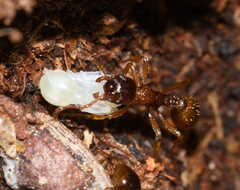 Myrmica