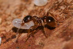 Myrmica