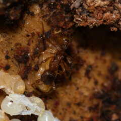 Myrmica