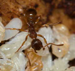 Myrmica