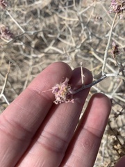 Psorothamnus polydenius